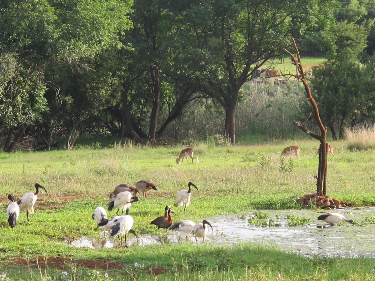 Harties Is Africa Safari Lodge Kosmos 外观 照片