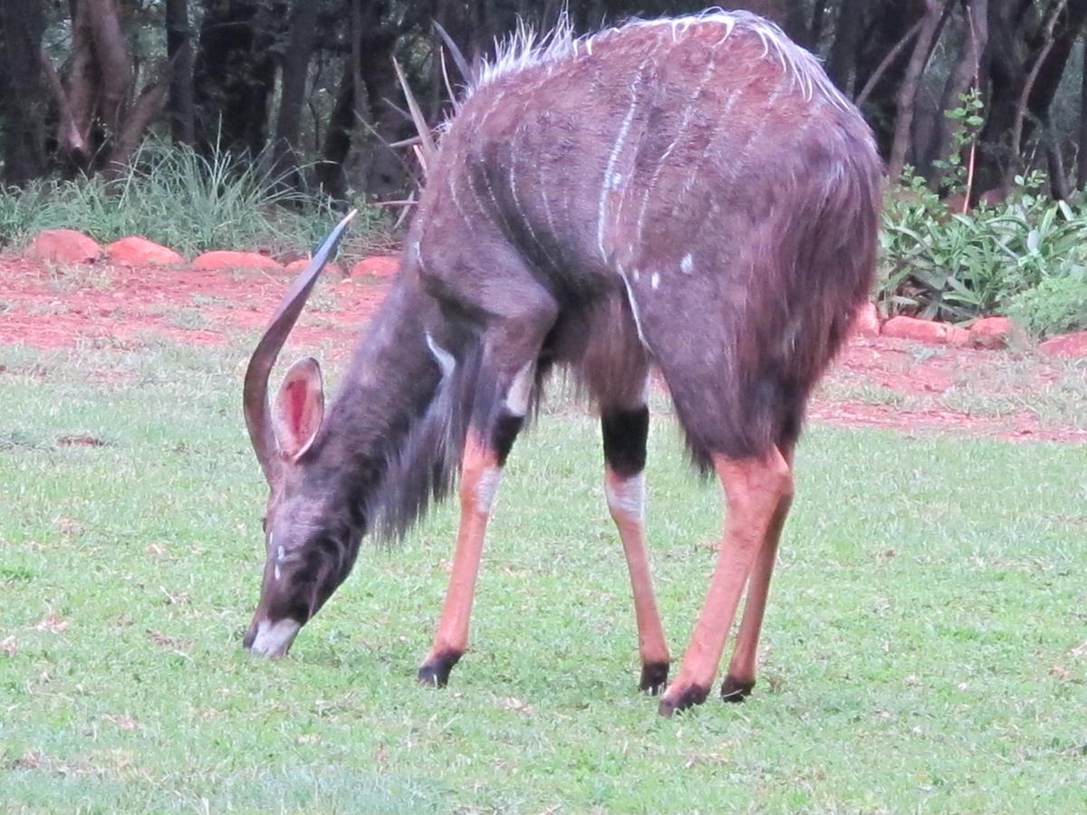 Harties Is Africa Safari Lodge Kosmos 外观 照片