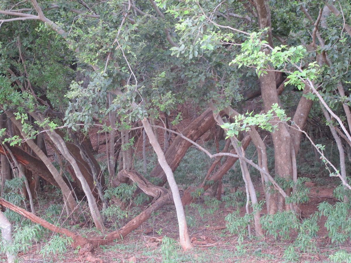 Harties Is Africa Safari Lodge Kosmos 外观 照片