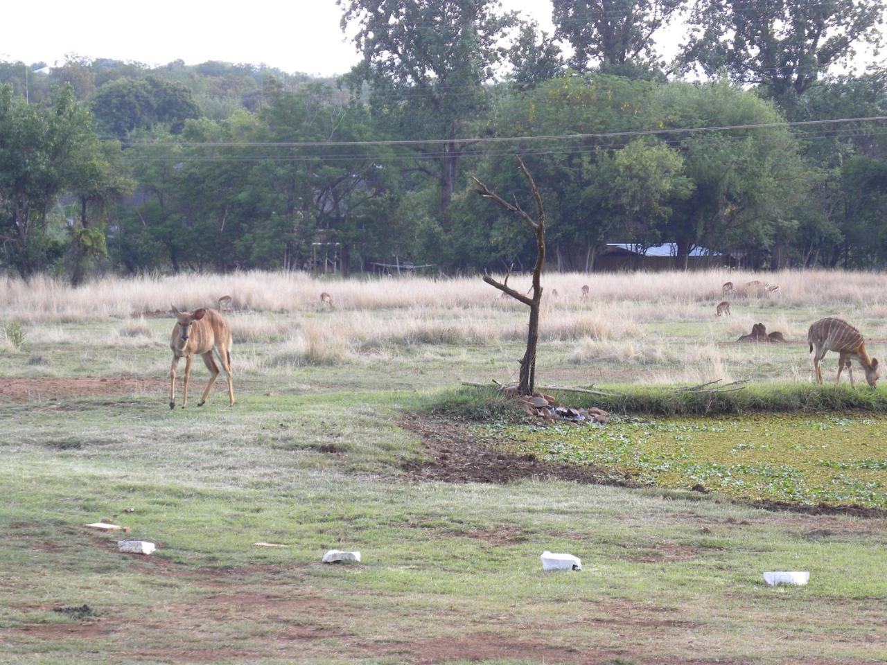 Harties Is Africa Safari Lodge Kosmos 外观 照片