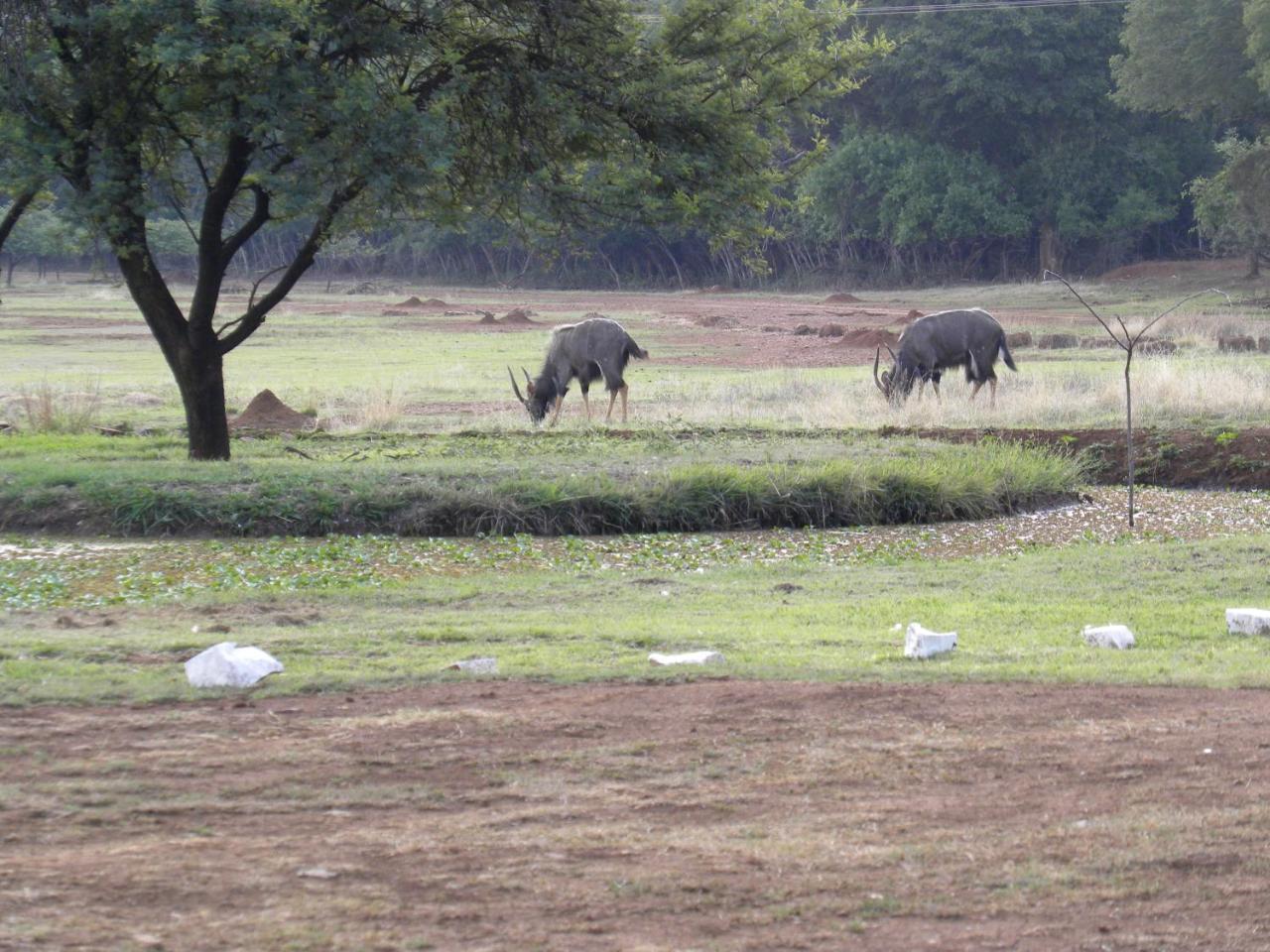 Harties Is Africa Safari Lodge Kosmos 外观 照片