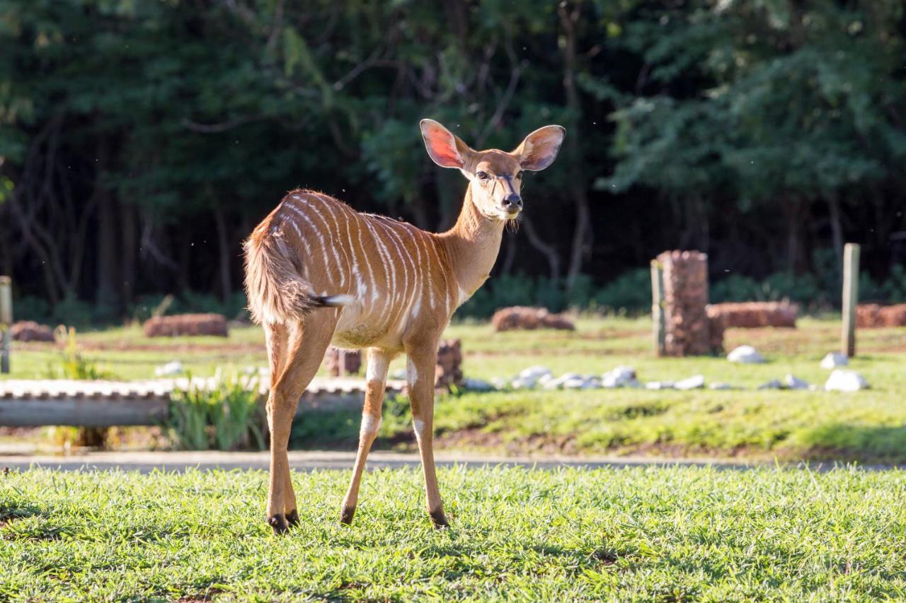 Harties Is Africa Safari Lodge Kosmos 外观 照片